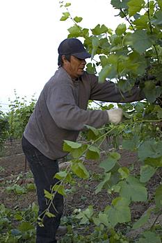 Trabajador del sector agrario