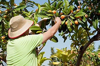 Recolección de fruta